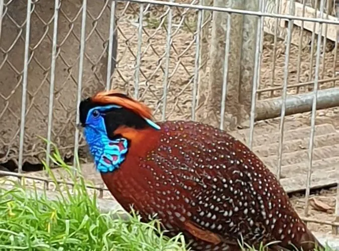 拉阿拉马酒店 3* 梅迪纳德波马尔